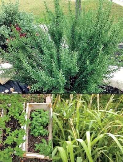 Great Gardening In Central Texas Repel Mosquitoes The Natural Way Life Tdtnews Com