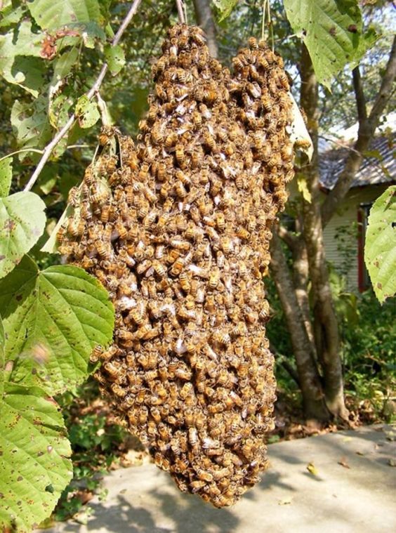 Moody man’s death triggered by disturbing hidden bee hive - Temple ...