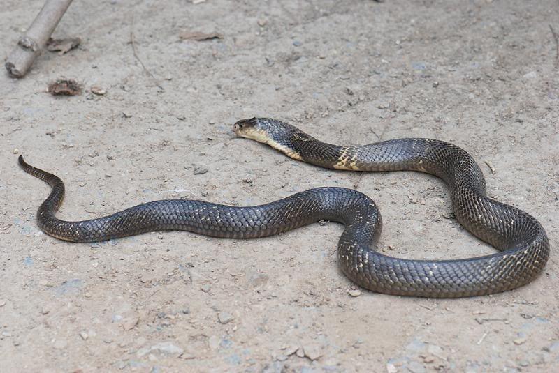 Austin Pd Finds Dead Cobra News Tdtnews Com