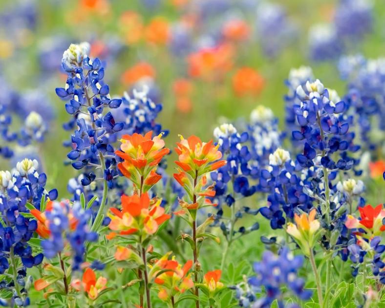 Colorful wildflowers | News | tdtnews.com
