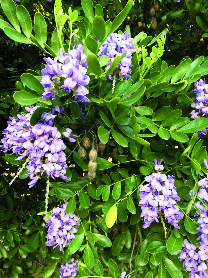 Great Gardening  Central Texas Hardy Texas mountain laurel is a