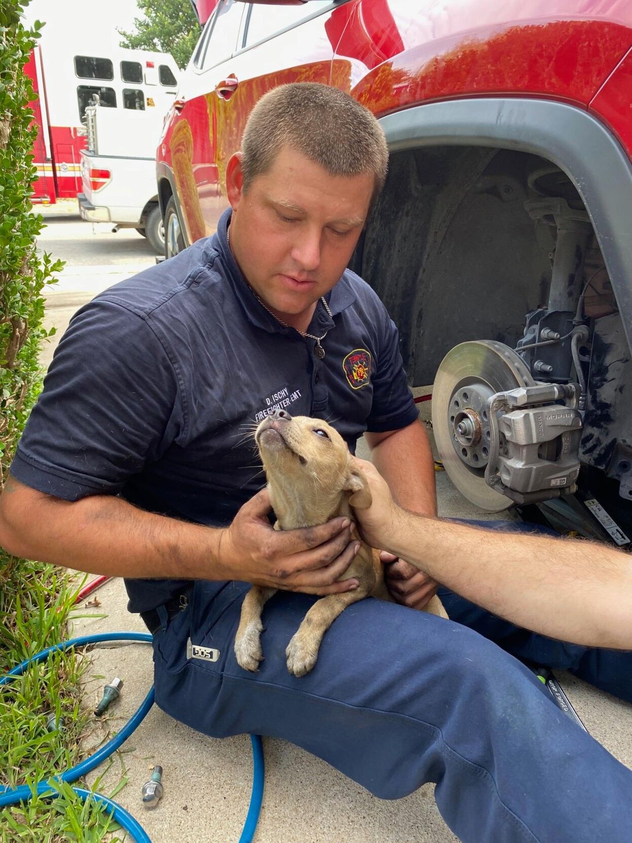 Temple firefighters rescue terrified puppy from vehicle’s suspension ...