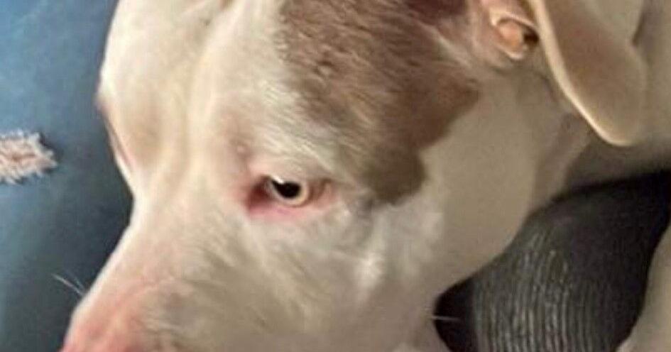 Dog missing after reported burglary | News | tdtnews.com