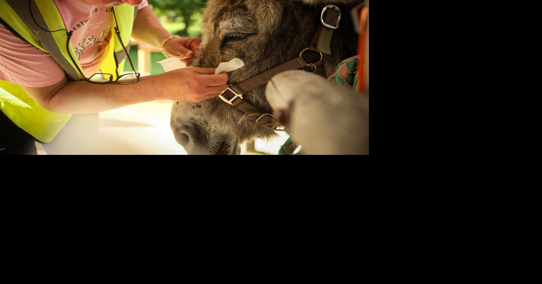AP Patients find help with therapy donkeys at psychiatric hospital near Paris Therapy donkeys are helping patients with mental health conditions at a psychiatric hospital near Paris By SYLVIE CORBET - Associated Press May 31, 2026 58 mins ago