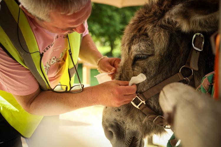 Patients find help with therapy donkeys at psychiatric hospital near Paris