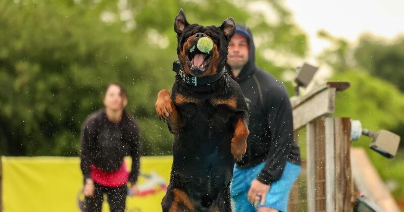 See Hank jump: Temple canine academy teaches manners, trains dogs for sports, therapy - Vimarsana News