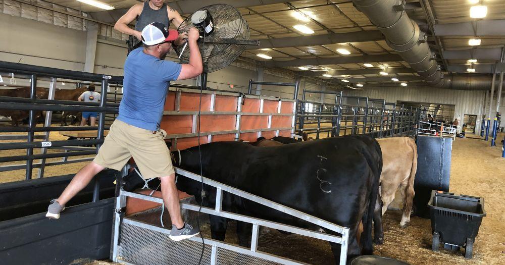 Moo-ving in: Junior Beefmaster Breeders Association show to start Monday - Vimarsana News