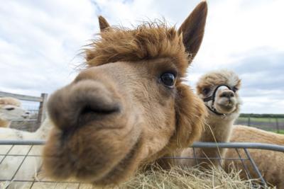 A passion for alpacas: Farm located near Temple raises interesting animals  | News 