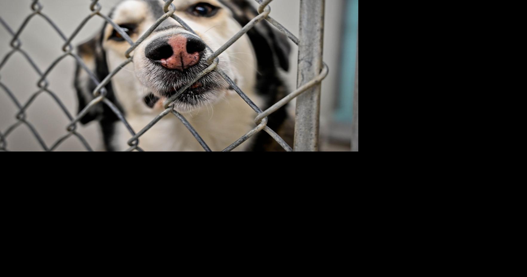 A big year for adoptions? Heart to Home supervisor talks about steps to adopting a rescue dog | Business