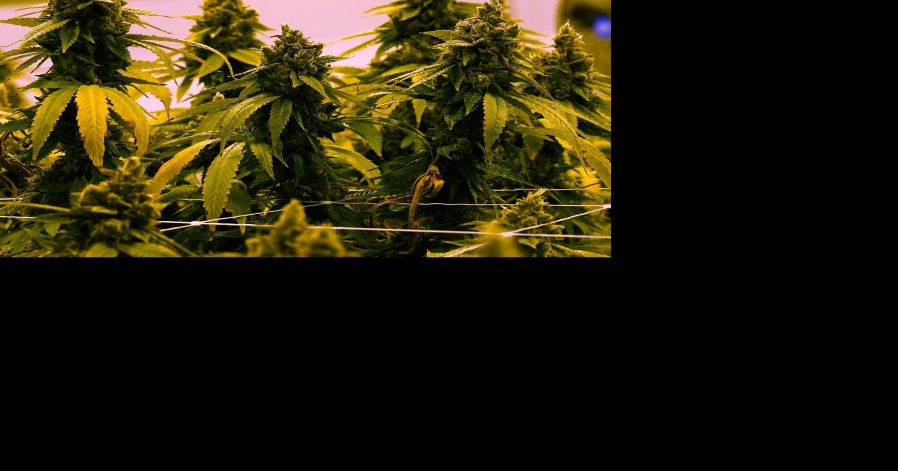 Virginia to allow recreational marijuana to be sold in retail stores beginning in 2027 Recreational marijuana sales are set to begin next year in Virginia By SARAH RANKIN - Associated Press Jun 29, 2026 Jun 29, 2026 Updated 4 hrs ago