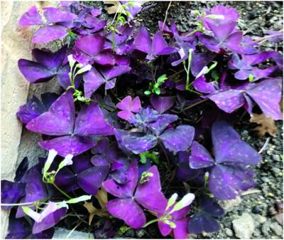 Great Gardening Central Texas Oxalis Is A Hearty Plant That S Easy To Care For Life Tdtnews Com