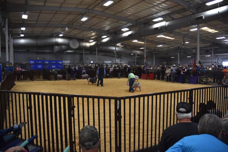 Swine in spotlight during third day of Bell County Youth Fair and ...
