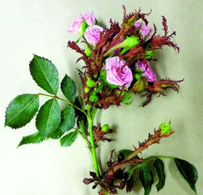 Great Gardening Central Texas Lethal Rose Rosette Disease Should Be Nipped In The Bud Life Tdtnews Com