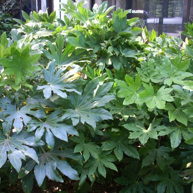 Loving The Shade Japanese Aralia Isn T Afraid Of The Dark Life Tdtnews Com