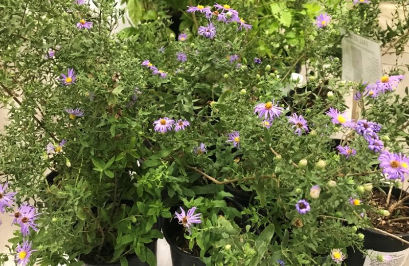 Great Gardening Central Texas Fall Aster Offers Colorful Blooms