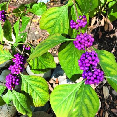 Great Gardening Central Texas American Beautyberry Shrub Adds Color To Fall Landscape Life Tdtnews Com