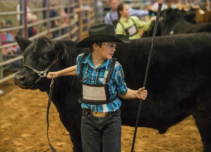 Bell County Youth Fair & Livestock Show Gallery