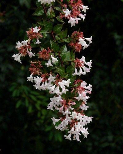 Sprinkled With Fairy Dust Glossy Abelia May Be Underused In Landscapes Life Tdtnews Com