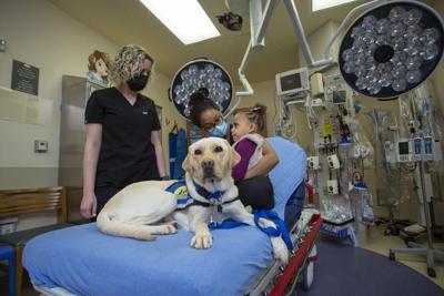 Sit. Stay. Heal: Therapy dogs at Temple hospitals help comfort patients ...