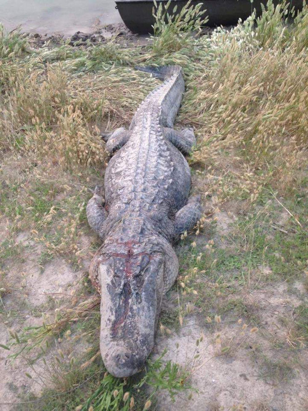 Alligator shot, killed in river News