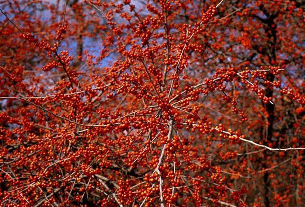 Great Gardening Central Texas Add Some Color To Your Winter