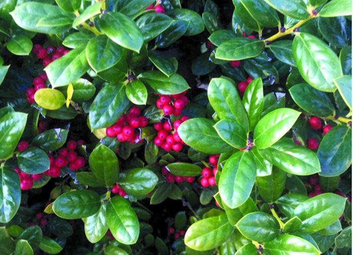 Great Gardening Central Texas Dwarf Burford Holly is a shrub that