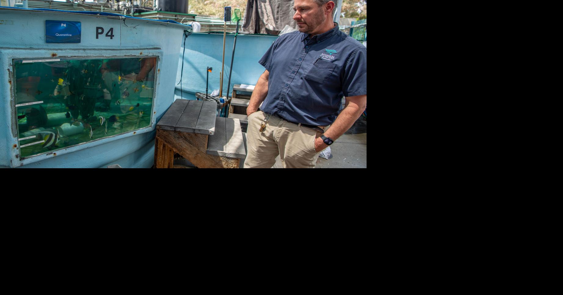 How the Aquarium of the Pacific scrambled to save hundreds of sea creatures after 2 smuggling busts The Aquarium of the Pacific has taken in nearly 1,000 trafficked marine animals this summer By JOHN DONEGAN/Long Beach Post - Long Beach Post Aug 28, 2026 25 mins ago