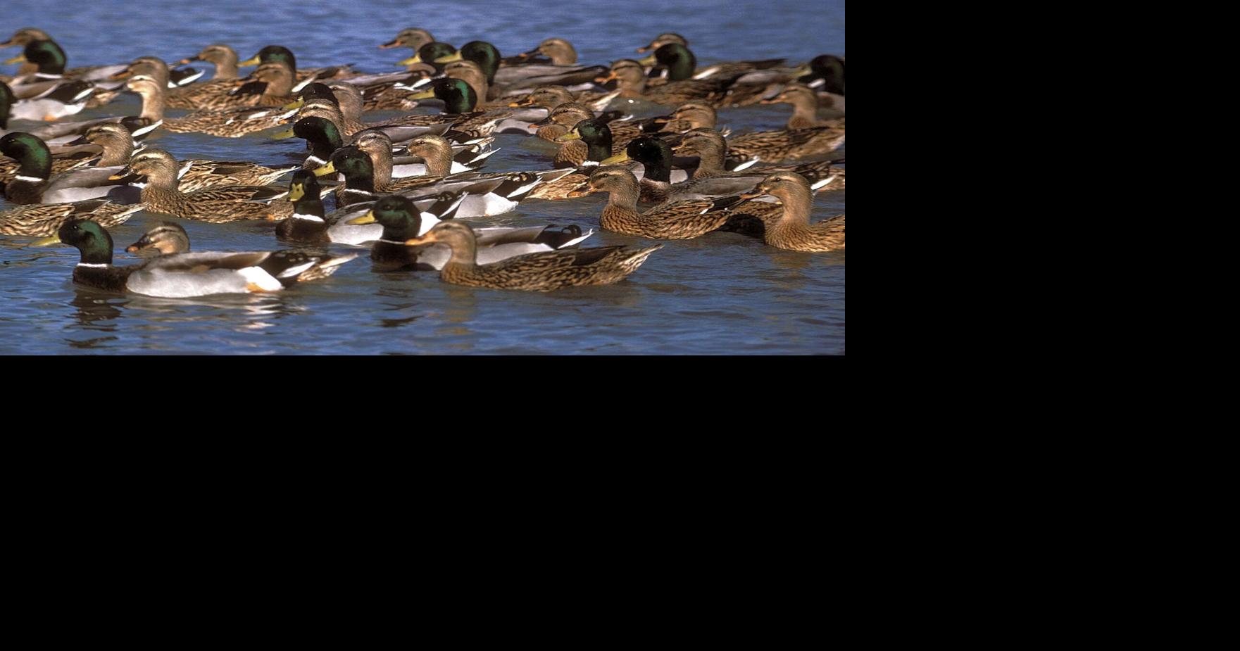 Hunters must adapt to 'fluctuating' habitat conditions ahead of ...