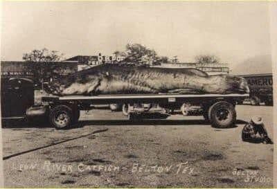 Legend of Fishzilla: Fake or not, photo of giant catfish gave validity to  Southern myth, News