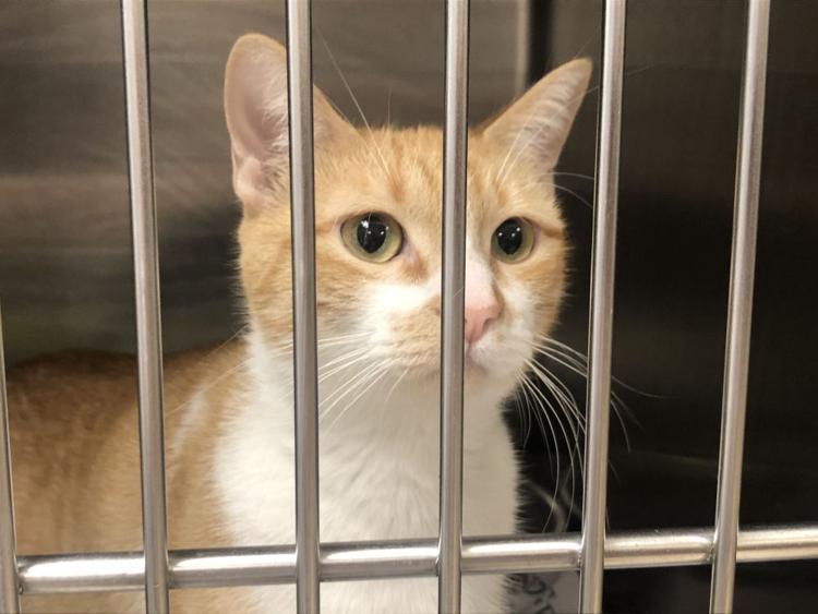 Temple Animal Shelter to offer free adoptions Saturday News