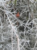 Cardinal on ice