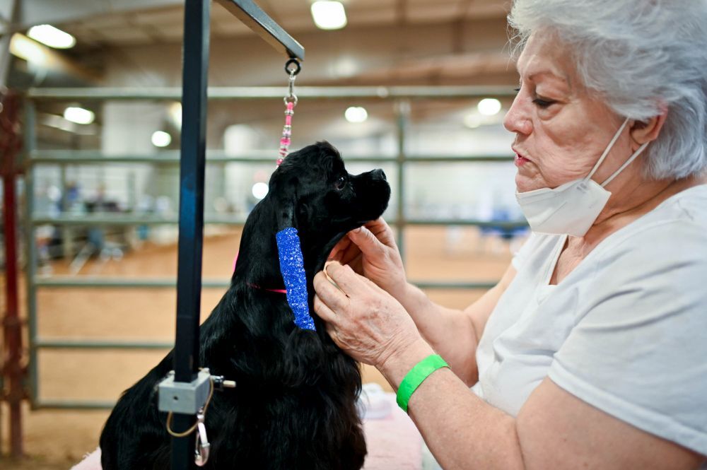 working cocker spaniel kennel club