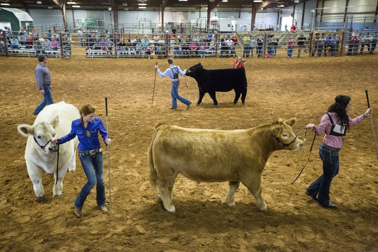 Bell County Youth Fair & Livestock Show Gallery