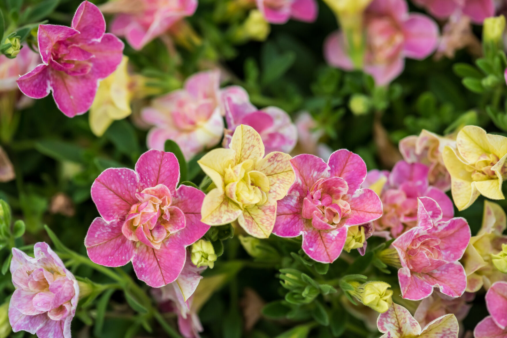 The AP's gardening expert has a list of 10 top-performing new