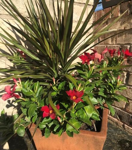 anthurium andraeanum red Anthurium 'Red Flamingo' | Flowering Indoor Plant