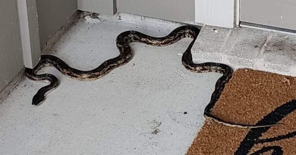 Rare two-headed snake found in Texas yard