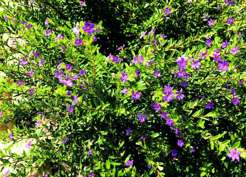 Great gardening: Highly adaptable Mexican Heather is good in heat | Life | tdtnews.com