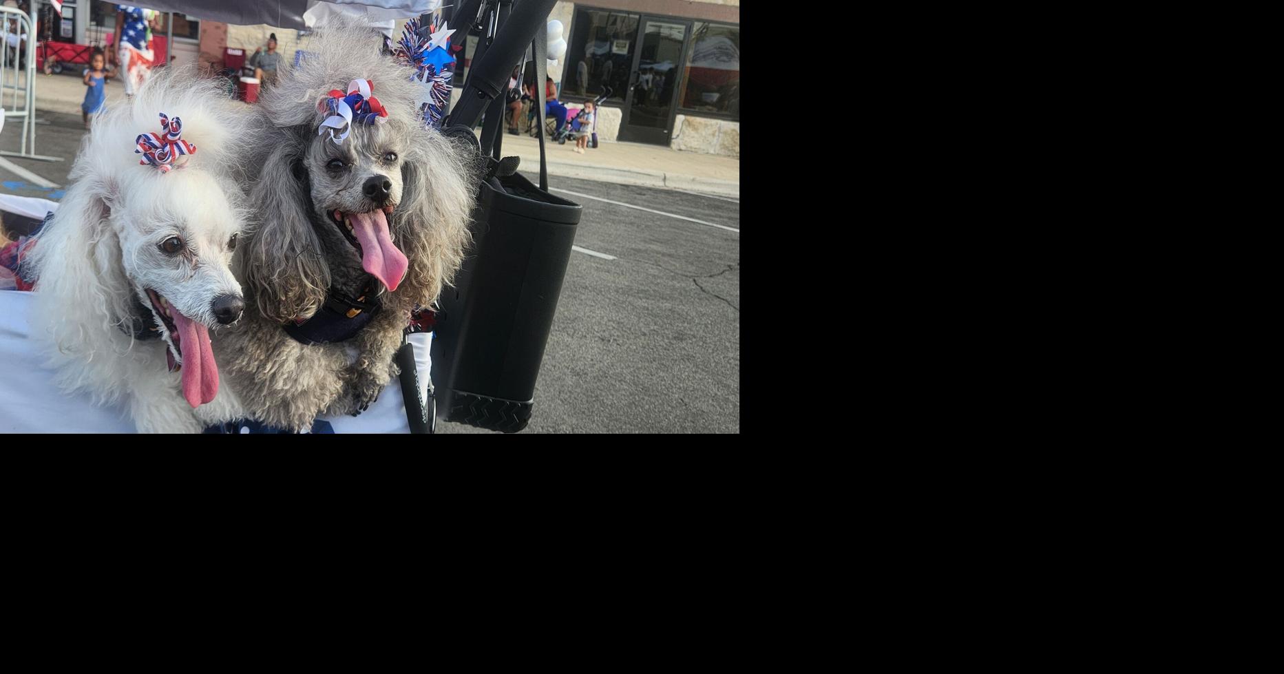 Summer Fix Fest: Human-Animal Support Coalition celebrates milestone with discou...