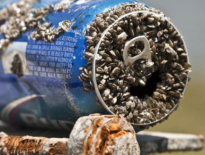 Zebra mussels found at Stillhouse Hollow News