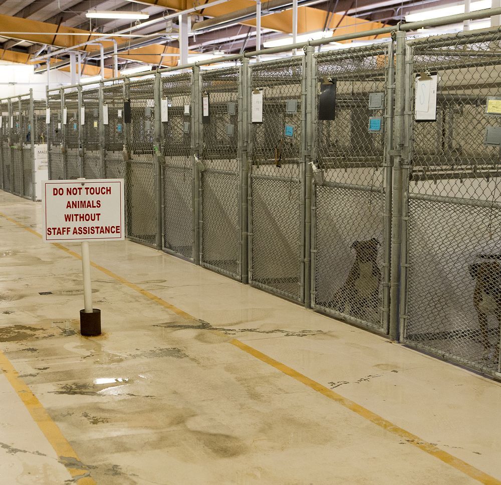 Bell County Animal Shelter Gallery