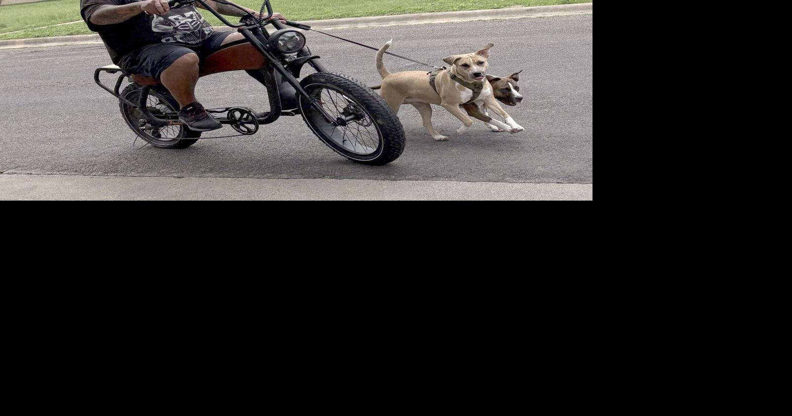 Puppy power