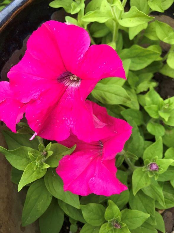Great Gardening Central Texas Petunias can add beauty to your garden