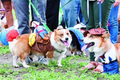 Here Come The Corgis Life Tdtnews Com