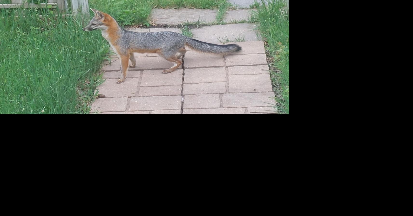 Fox on the hunt | Our Central Texas | tdtnews.com