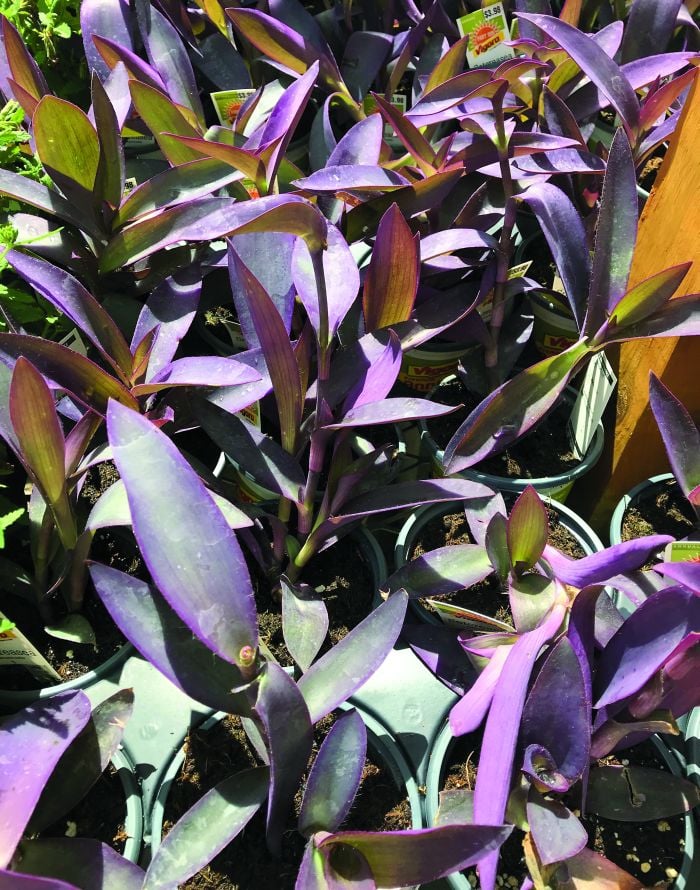 pruning purple heart plant