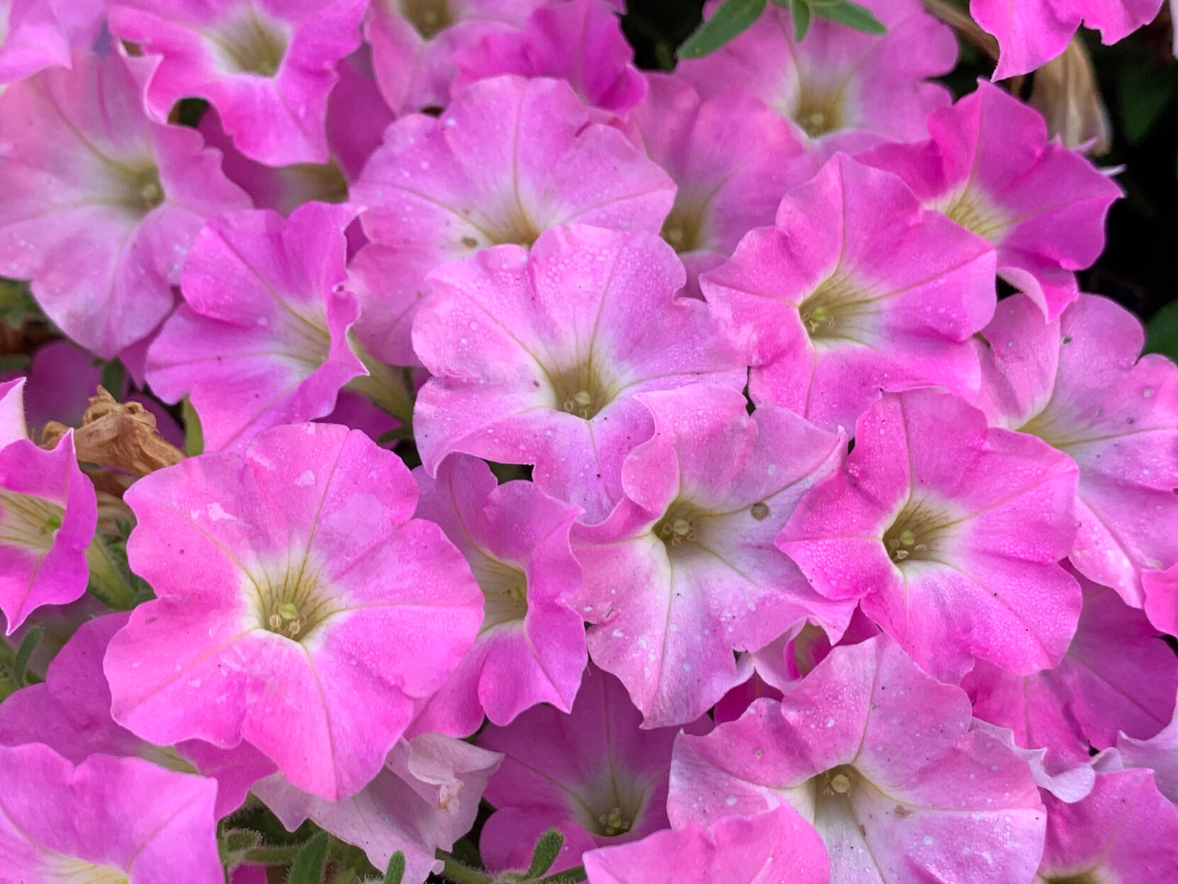 The AP's gardening expert has a list of 10 top-performing new