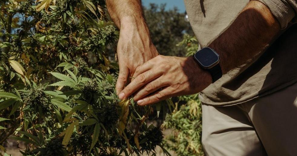 Texas hemp businesses fear an uptick in police raids