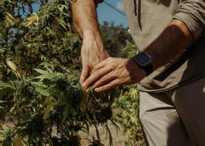 Texas hemp businesses fear an uptick in police raids