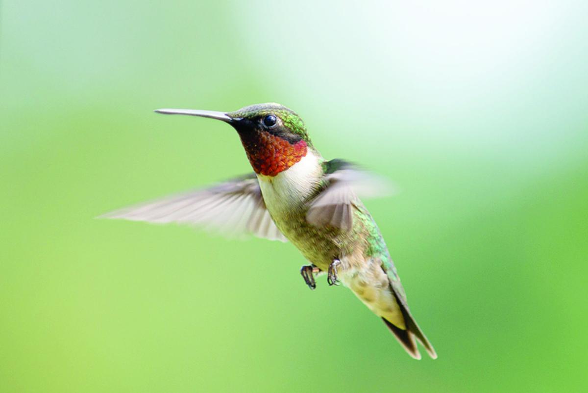 Hummingbirds Hover Over Nc For The Winter Arts Entertainment Technicianonline Com