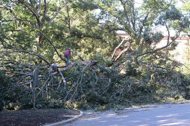 Matthew blows through campus | News | technicianonline.com